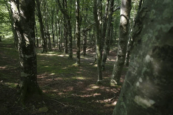 Forêt Par Une Journée Ensoleillée — Photo