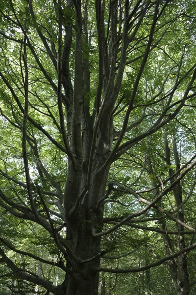 Wald Einem Sonnigen Tag — Stockfoto