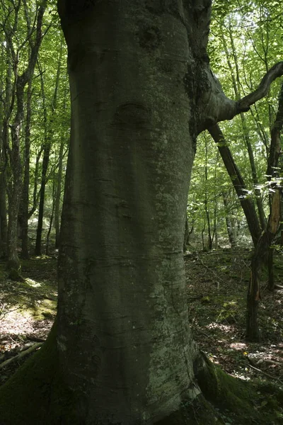 Végétation Dans Les Bois — Photo