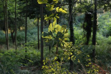 Bask Ülkesindeki Dağlar
