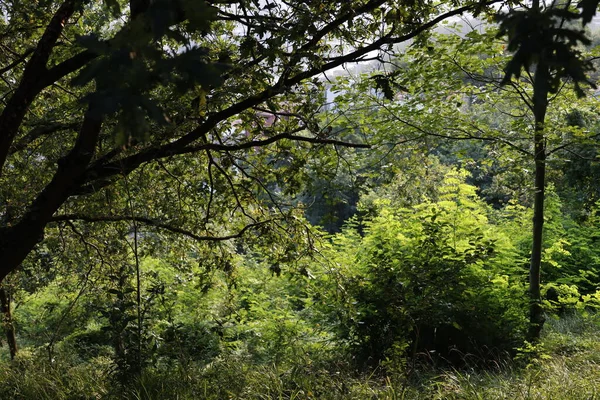 Vegetação Verão Floresta — Fotografia de Stock