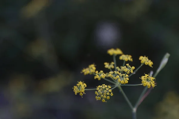 森林中的夏季植被 — 图库照片