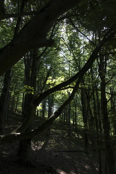 Árbol Bosque — Foto de Stock