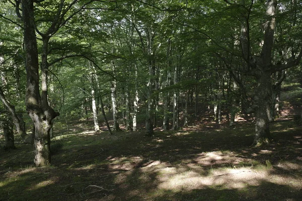 Arbre Dans Une Forêt — Photo