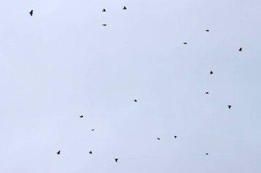 Kırsalda kırlangıç sürüsü