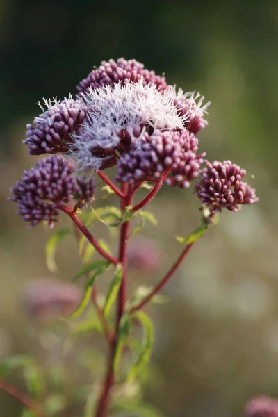 Vegetation Urban Park — Stock Photo, Image