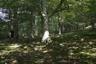 Bask ülkesinin kırsal kesimi