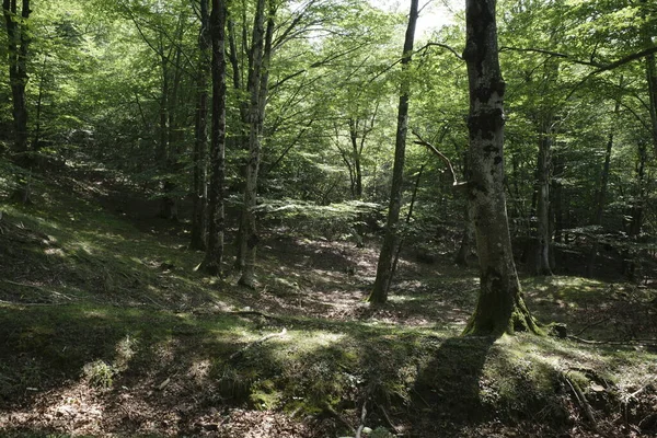 Campagne Pays Basque — Photo