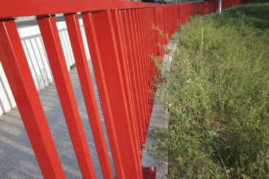 Şehir parkında yaz bitkileri