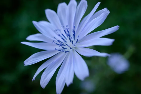 Fleur Bleue Dans Forêt — Photo