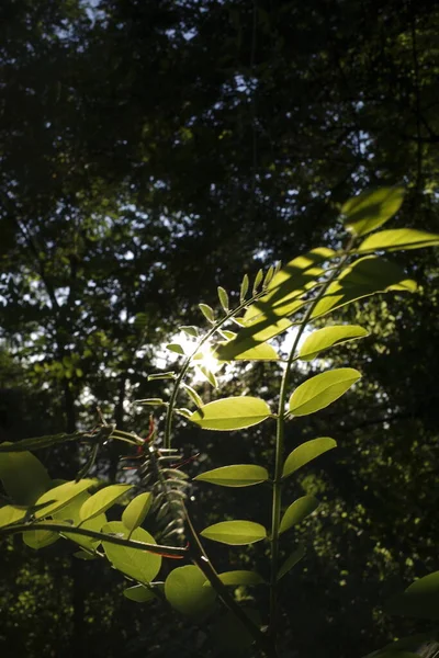 市区公园的夏季植被 — 图库照片