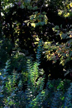 Kırsal kesimde bitki örtüsü