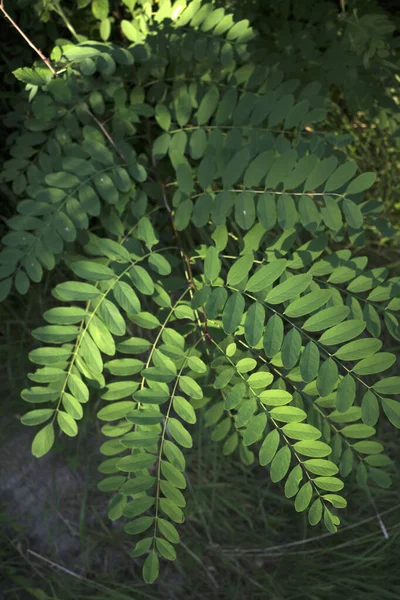 夏夜的植被 — 图库照片