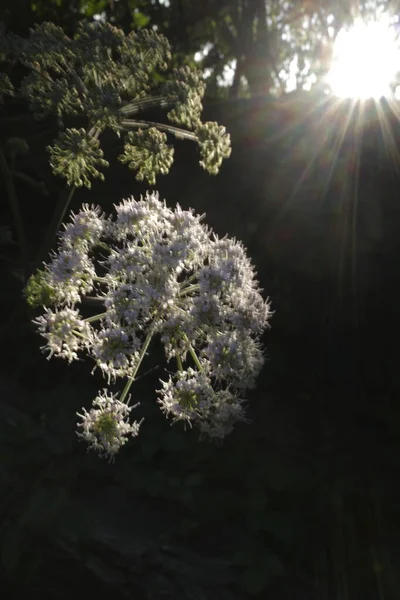 Vegetação Verão Noite — Fotografia de Stock