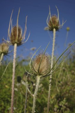 Ormanda yabani çiçekler
