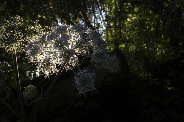Дикие Цветы Лесу — стоковое фото