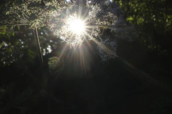 Fleurs Sauvages Dans Forêt — Photo