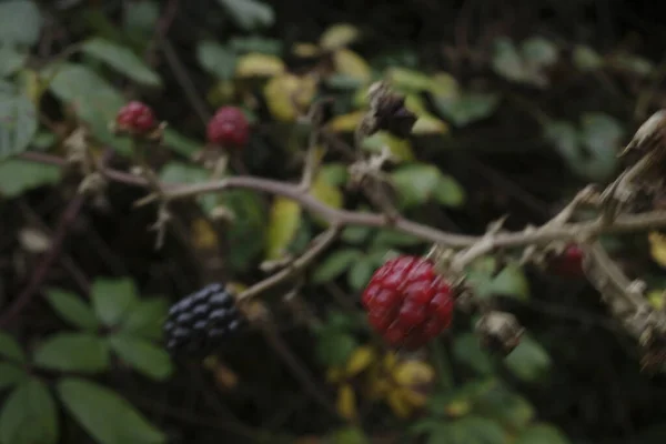 Brambles Com Mirtilos Floresta — Fotografia de Stock