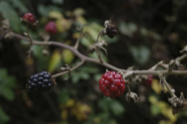 Zarzas Con Arándanos Bosque — Foto de Stock