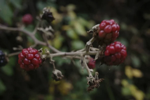 Zarzas Con Arándanos Bosque — Foto de Stock