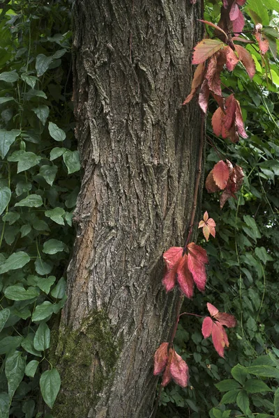 Herfst Het Park — Stockfoto