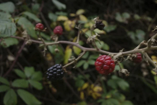 Zarzas Con Arándanos Bosque — Foto de Stock