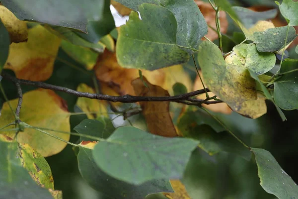 Vegetation Auf Dem Land — Stockfoto