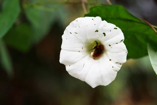 Perto Uma Flor Floresta — Fotografia de Stock