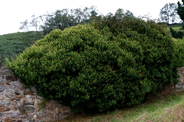 Vegetazione Nella Foresta — Foto Stock