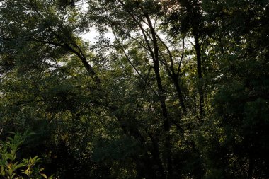 Şehir parkı manzarası