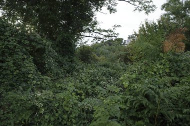 Şehir parkı manzarası