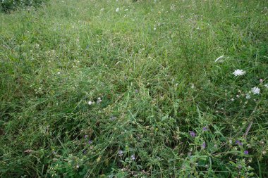 Kırsal kesimde bitki örtüsü