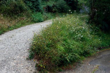 Bir şehir parkında bitki örtüsü