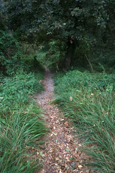 Camino Bosque —  Fotos de Stock