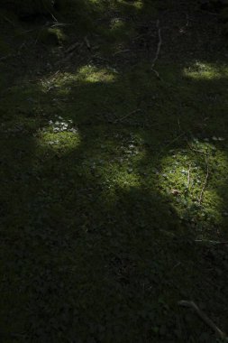 Orman bitki örtüsü