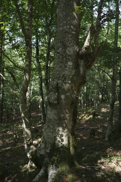 Растительность Лесу — стоковое фото
