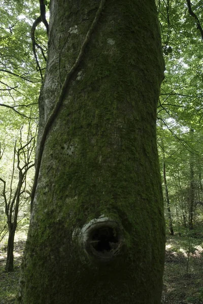 Vegetación Bosque — Foto de Stock