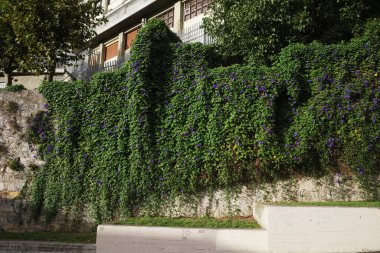 Bir şehir parkında bitki örtüsü