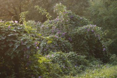 Orman bitki örtüsü