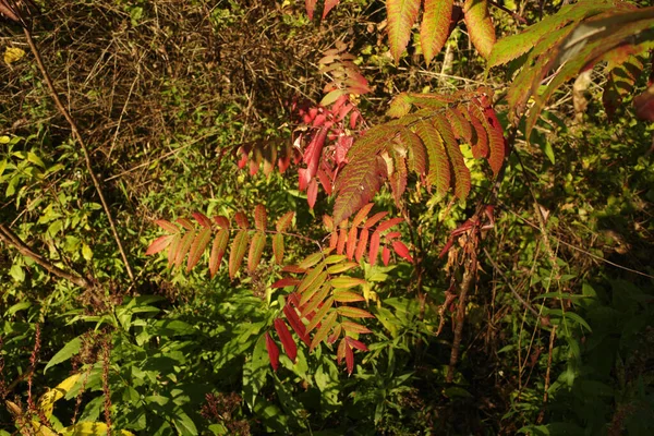 Sonbahar günü park et.