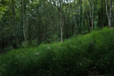 Ormanda sonbahar renkleri