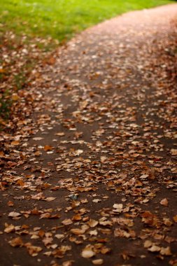 Şehir parkında sonbahar