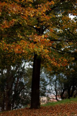 Şehir parkında sonbahar