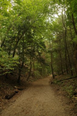 Michigan, ABD 'deki Orman