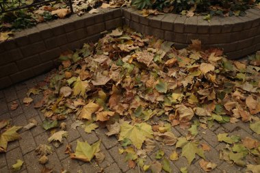 Parkta sonbahar renkleri