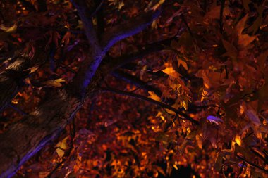 Bir şehir parkında bitki örtüsü