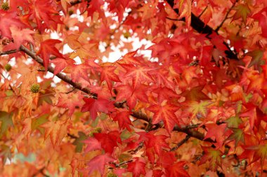 Parkta sonbahar renkleri