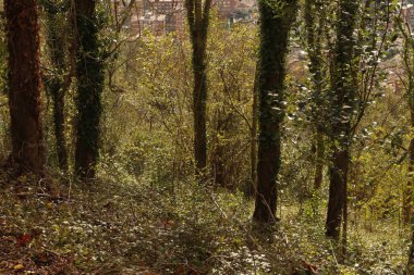 Bir şehir parkında bitki örtüsü