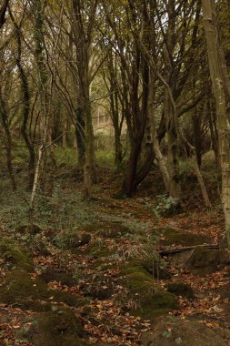 Bir şehir parkında bitki örtüsü