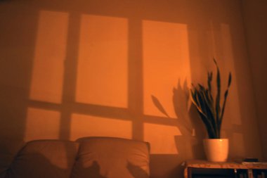 Geceleri iç kısımlara bitki dikerler.